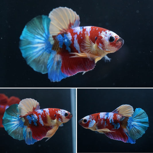 Candy Nemo Multi Color Nemo Male Betta Plakat Tail Premium Grade