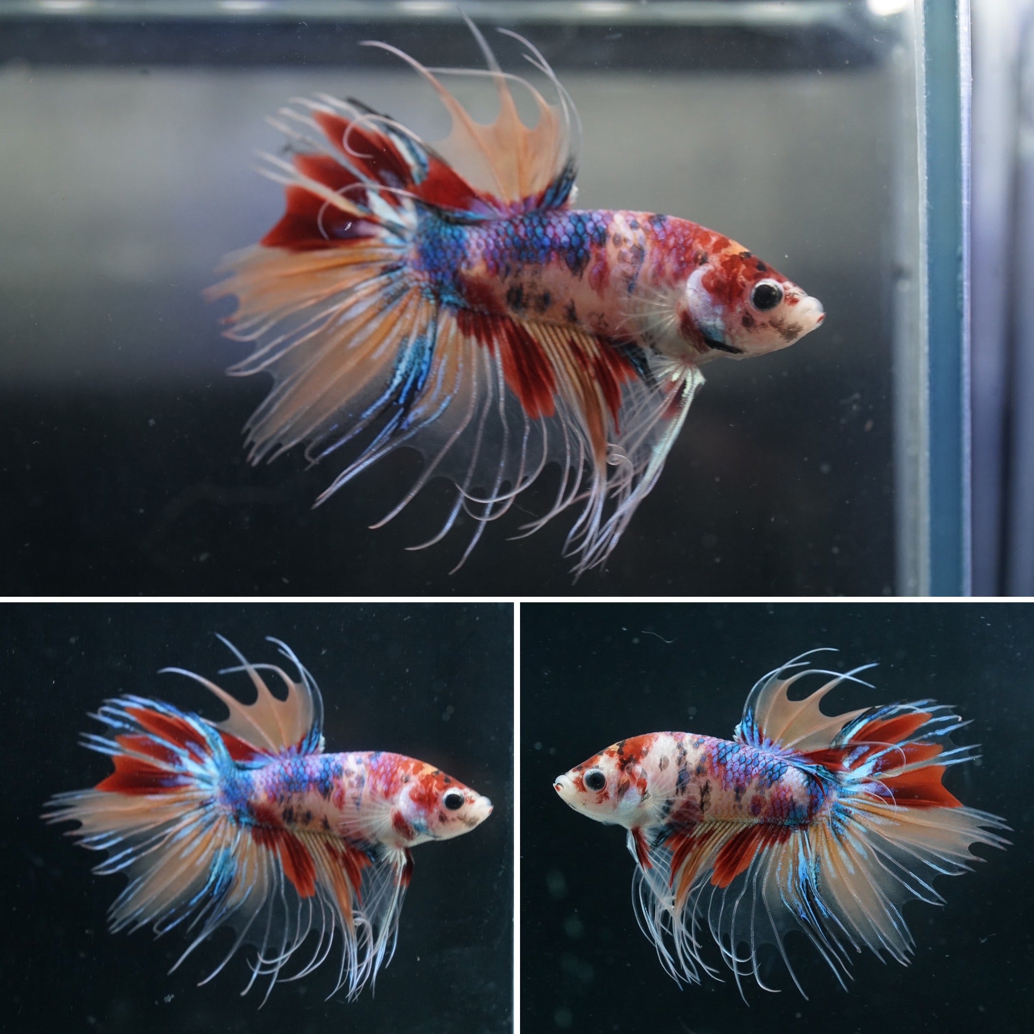 #2 Rare Color Nemo and Koi Crown Tail Male Betta Fish - Premium Grade