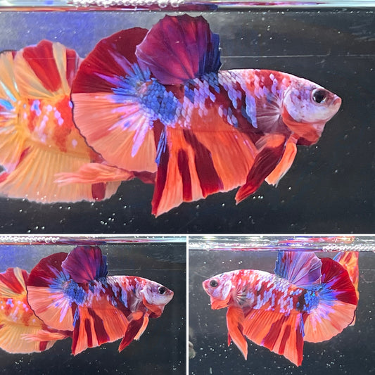 #2 Rainbow Candy Nemo Koi Male Betta Fish Premium Grade A+