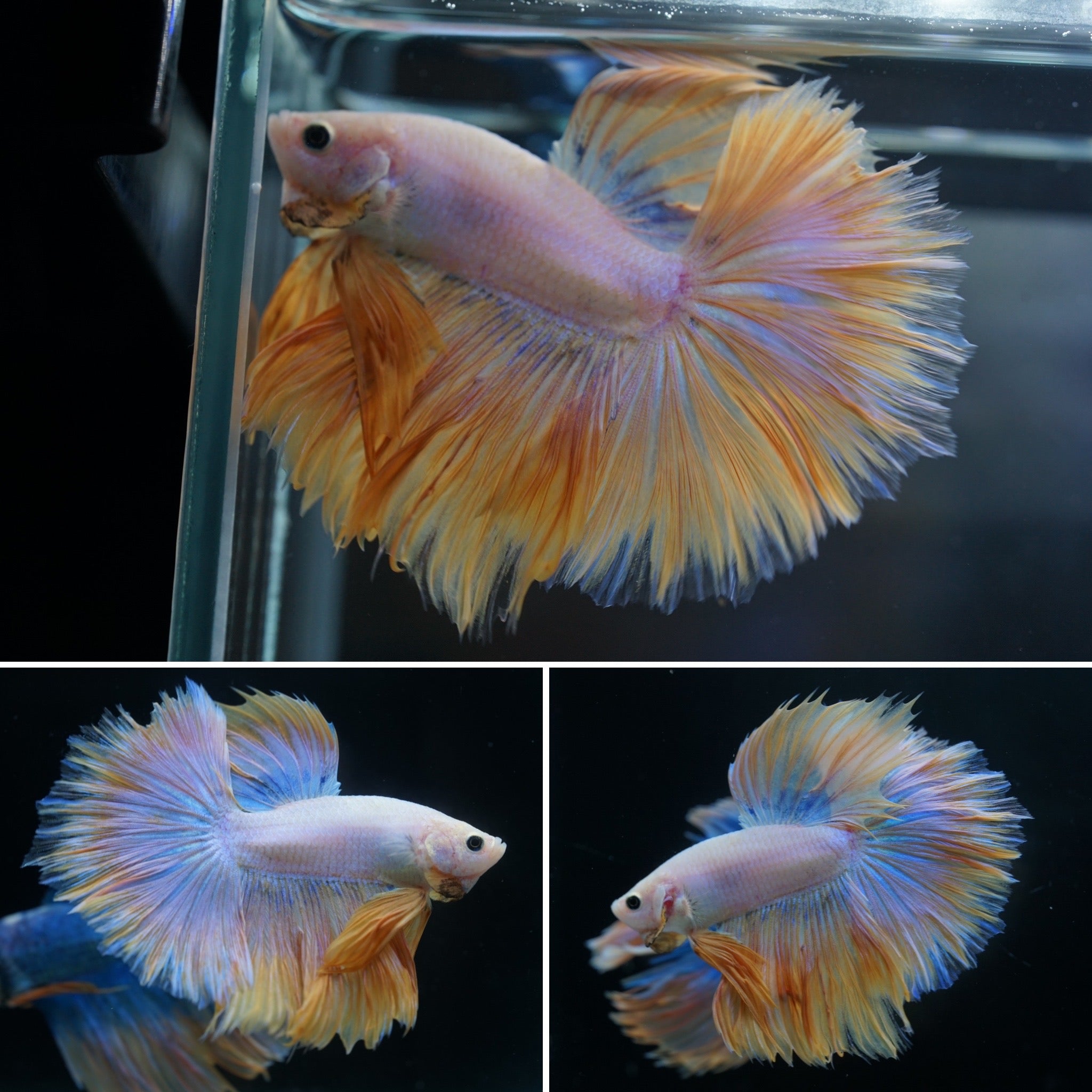 Yellow Angel Male Betta Fish Halfmoon Premium Quality USA