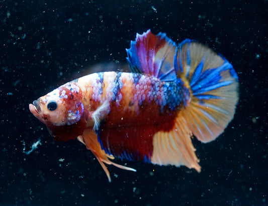 #5 REAL GIANT Candy Nemo Multi Color Koi Betta Plakat Tail size 2.2”