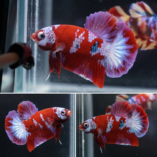 Pink Star Tail Red Koi Male Betta Plakat Tail Premium Grade