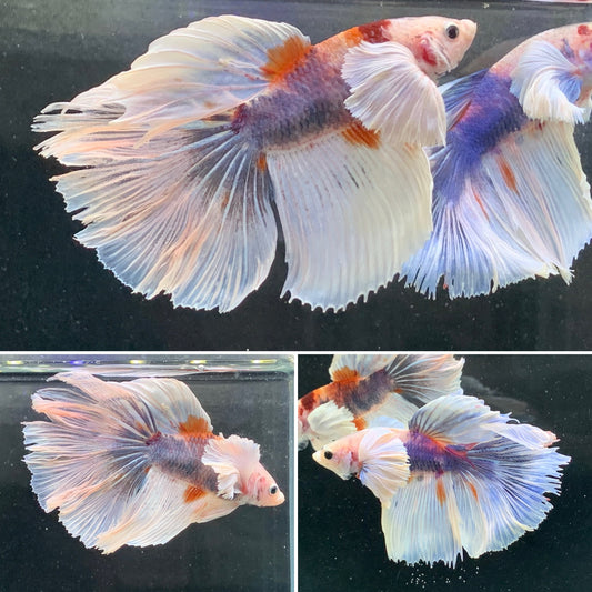 #3 Rare Nemo Dumbo Over Halfmoon Male Betta Premium Quality