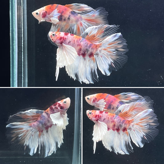 Rare Nemo Koi Dumbo Halfmoon Male Betta Premium Grade A+++