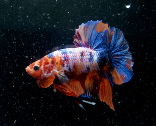 #4 REAL GIANT Candy Nemo Multi Color Koi Betta Plakat Tail size 2.2”