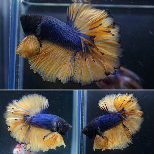 #2 Deep Blue Mustard Gas Over Halfmoon Male Betta Premium Grade