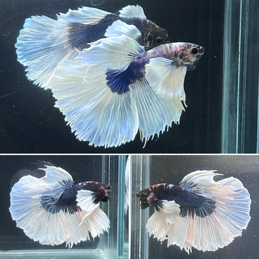 Marble Light Blue Dumbo Big Ear White Butterfly Over Halfmoon Male Betta Premium Grade A+++