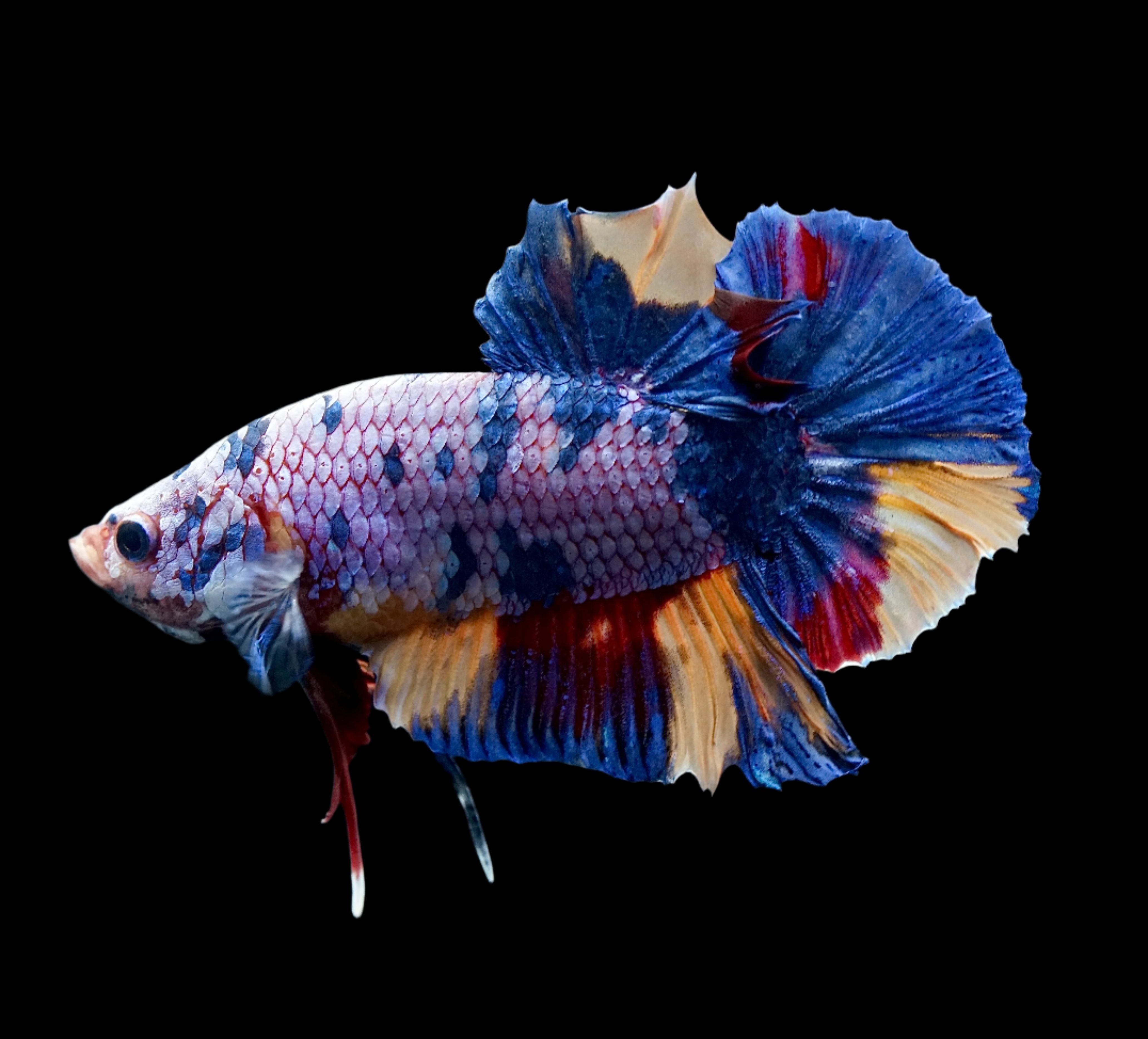 #1 REAL GIANT Candy Nemo Multi Color Koi Betta Plakat Tail size 2.2”