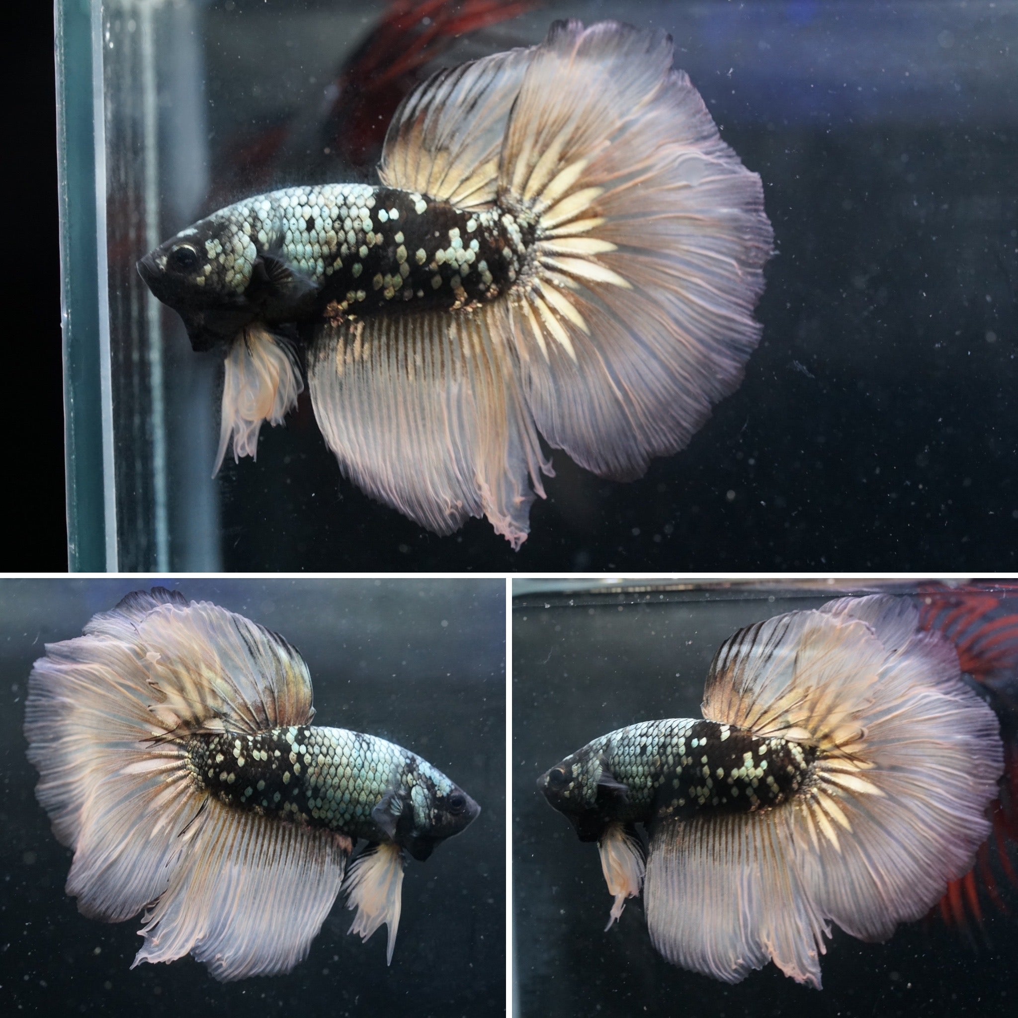 Rare Black Gold Galaxy Premium Betta Fish