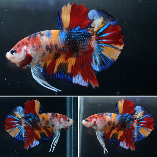 Big Body Multi Color Nemo Male Betta Plakat Tail Premium Grade