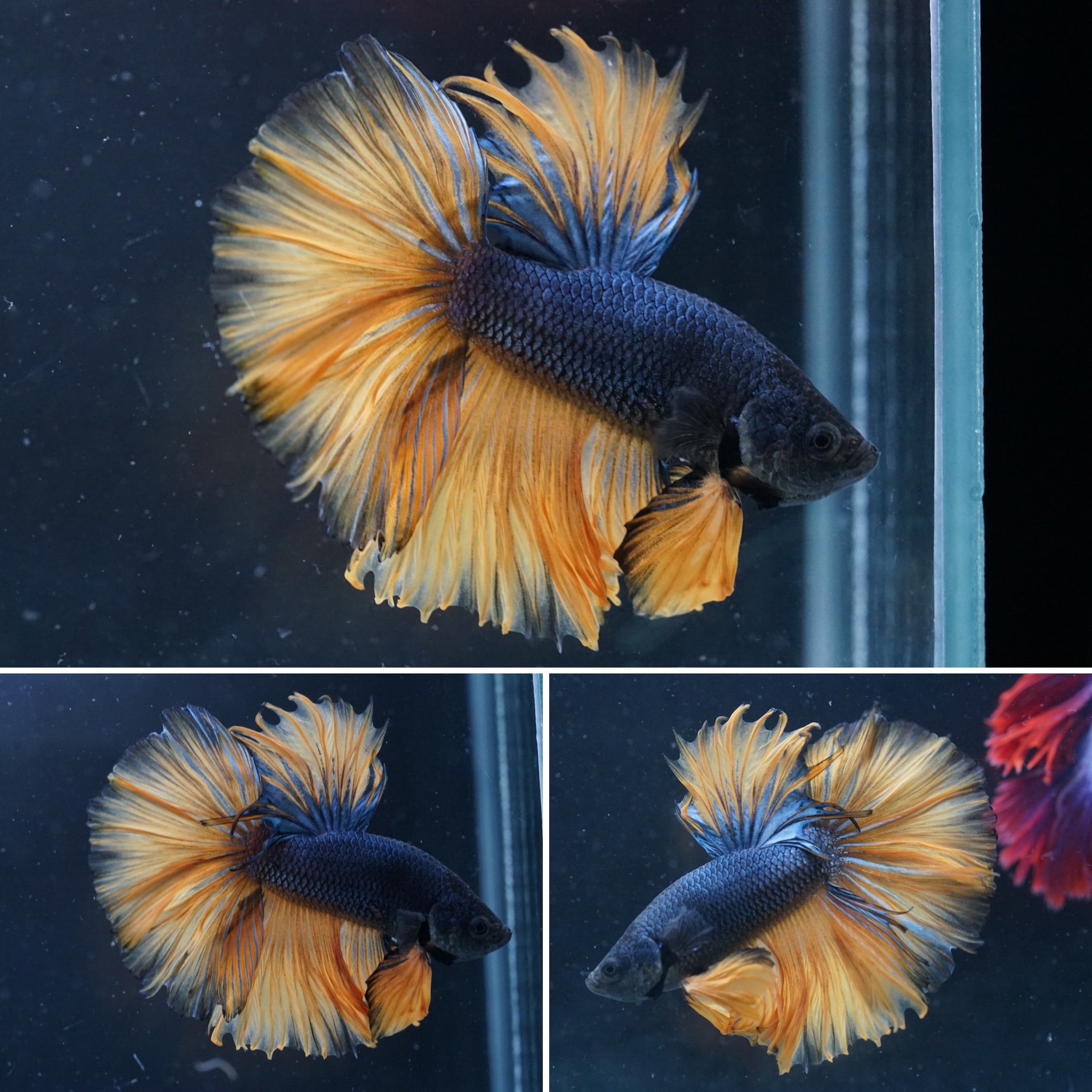 #1 Deep Blue Mustard Gas Over Halfmoon Male Betta Premium Grade