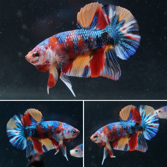 Multi Color Candy Nemo Koi Plakat Blue Star Shining Tail - Premium Male Betta Fish