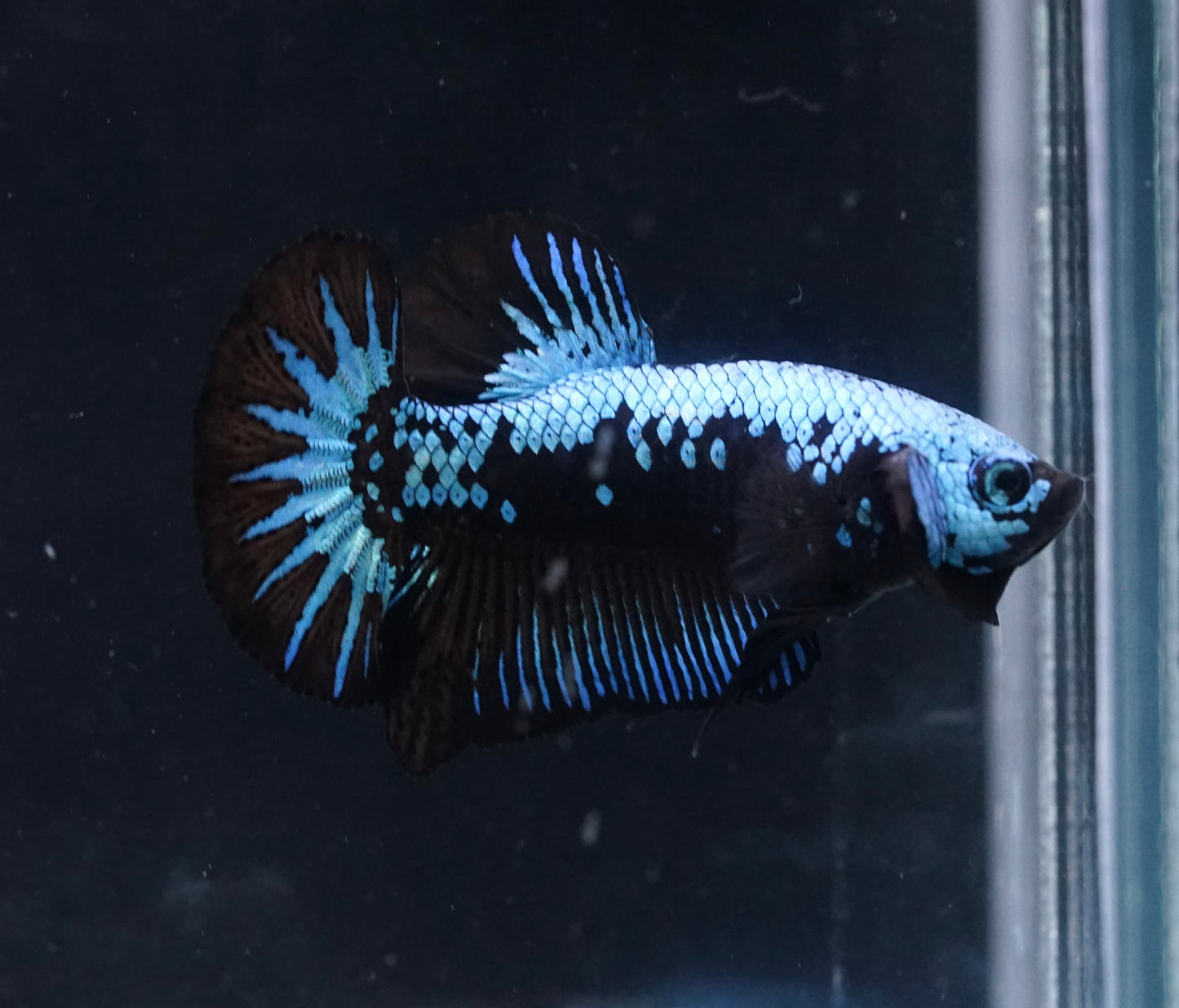 Blue Dragon Scale Samurai Galaxy Plakat Tail - Premium Grade Male Betta Fish