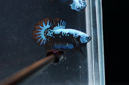 Blue Dragon Scale Samurai Galaxy Plakat Tail - Premium Grade Male Betta Fish