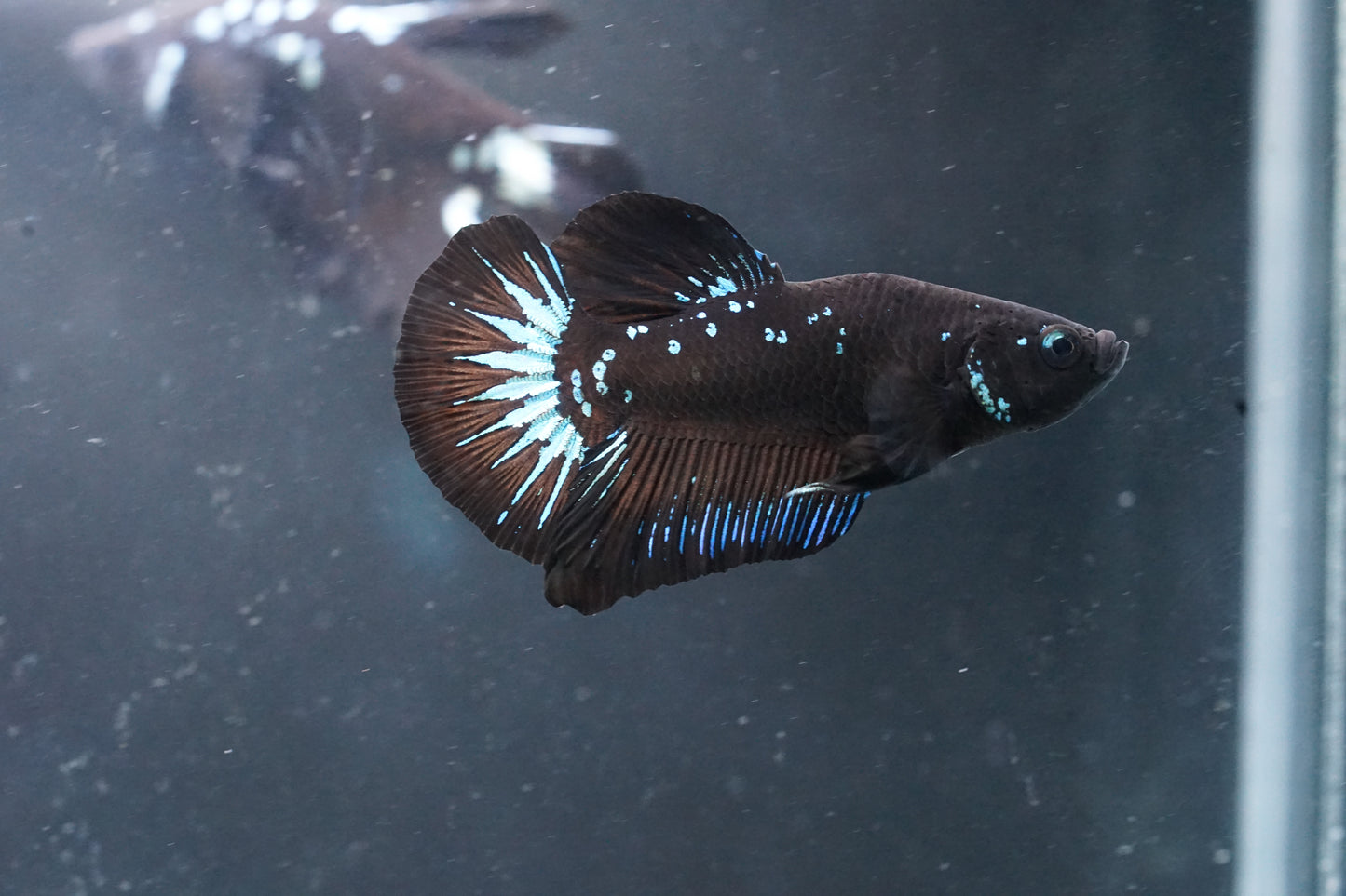 Black Mamba Samurai Galaxy Blue Star Plakat Tail - Premium Grade Male Betta Fish