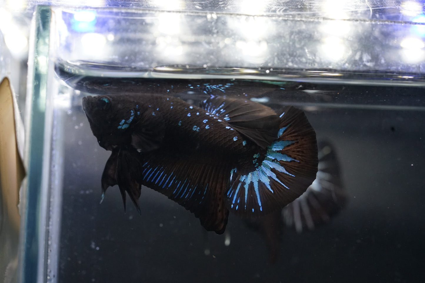 Black Mamba Samurai Galaxy Blue Star Plakat Tail - Premium Grade Male Betta Fish