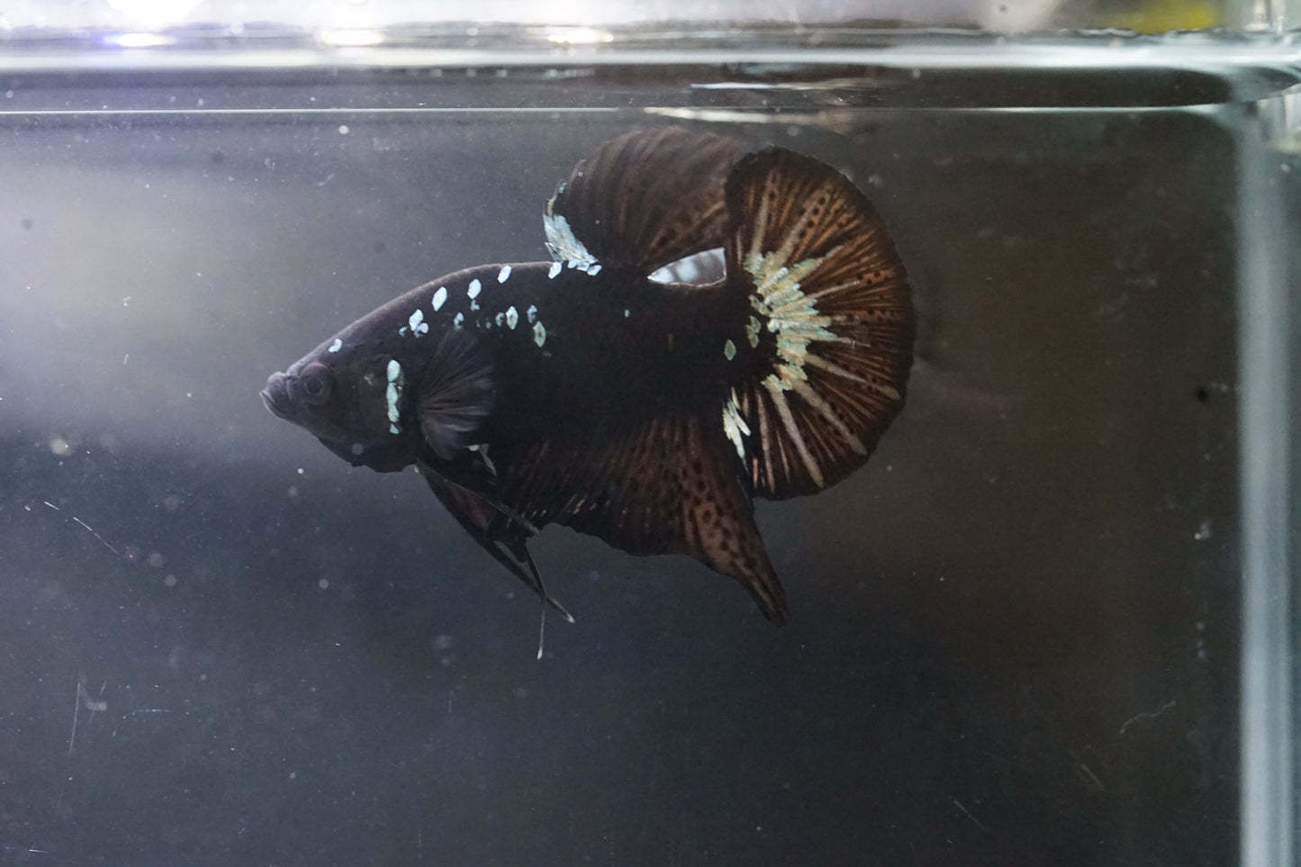 Black Mamba Samurai Galaxy Star Plakat Tail - Premium Grade Male Betta Fish