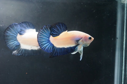 #2 Marble Blue Rim Plakat Tail - Premium Grade Male Betta Fish