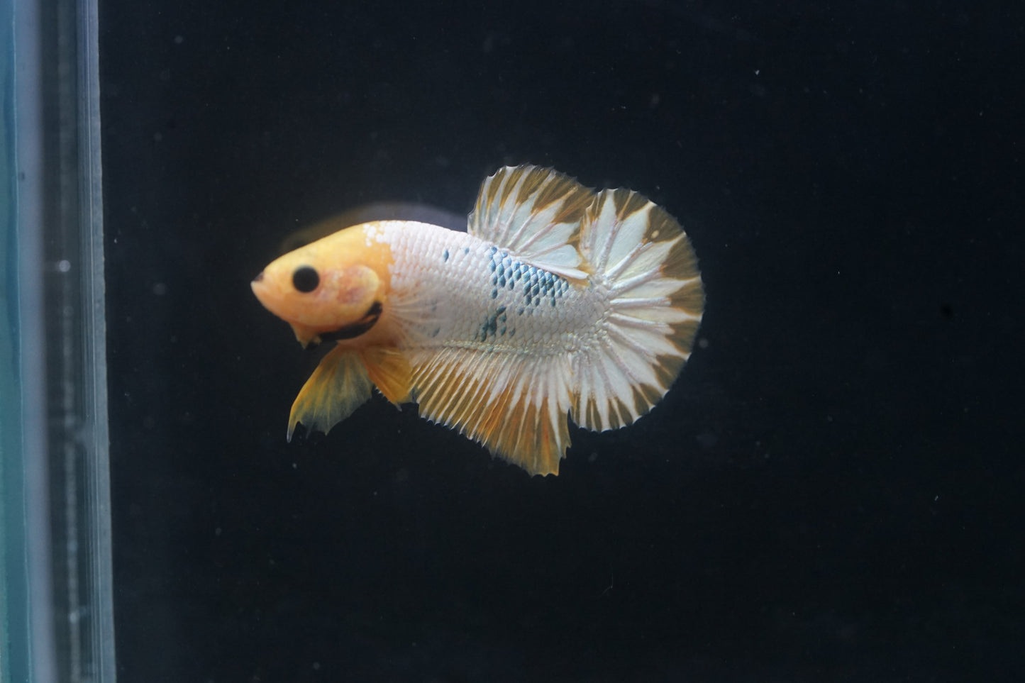 #2 Fancy Yellow Hell Boy Star Plakat Tail - Premium Grade Male Betta Fish