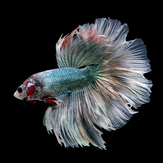 Silver Green Over Halfmoon Male Betta Premium Grade