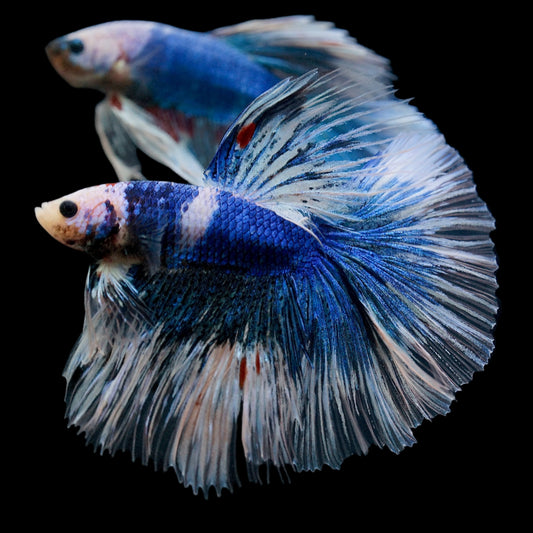 Blue Grizzle Butterfly Over Halfmoon Male Betta Premium Grade