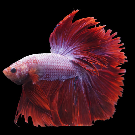 Purple and Pink Over Halfmoon Male Betta Premium Grade