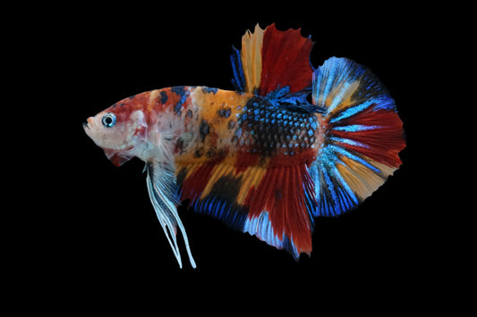 Big Body Multi Color Nemo Male Betta Plakat Tail Premium Grade