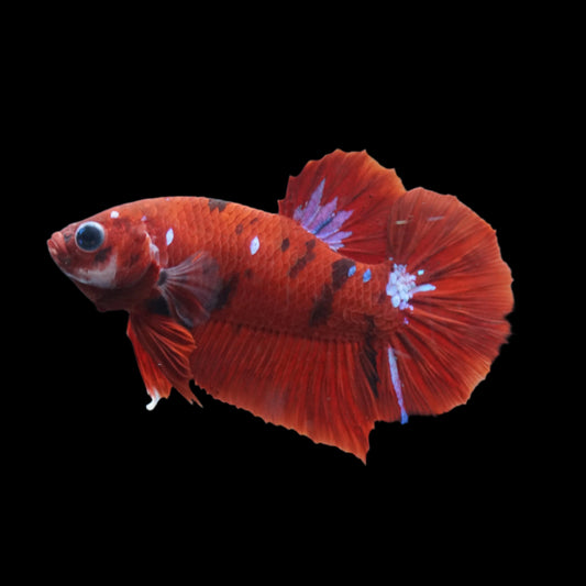 Red Koi Blue Eyes Male Betta Plakat Tail Premium Grade