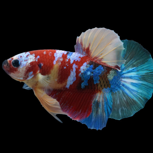 Candy Nemo Multi Color Nemo Male Betta Plakat Tail Premium Grade