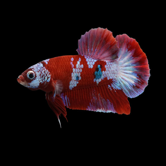 Pink Star Tail Red Koi Male Betta Plakat Tail Premium Grade