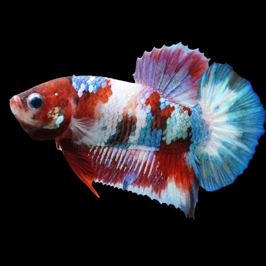 Blue Star Tail Nemo Koi Male Betta Plakat Tail Premium Grade