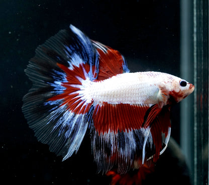 Premium White Marble Red Grizzle Tail - Male Betta Over Halfmoon Big Fan Tail