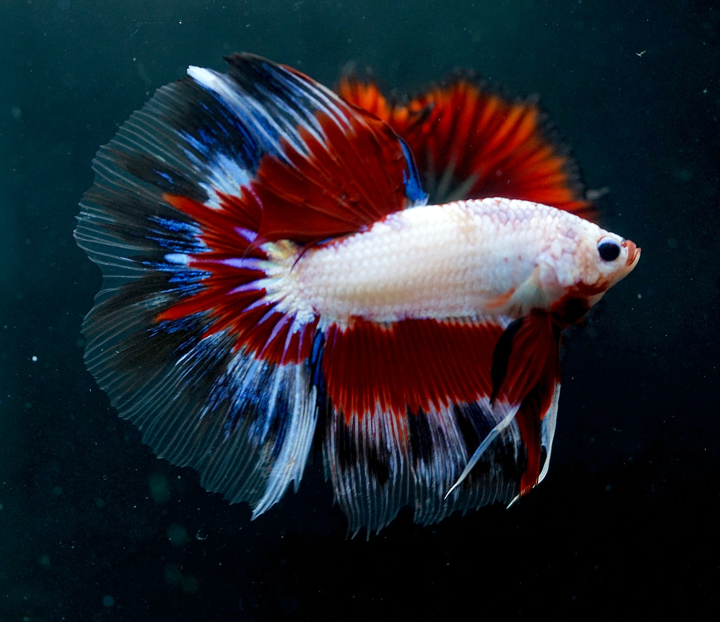 Premium White Marble Red Grizzle Tail - Male Betta Over Halfmoon Big Fan Tail