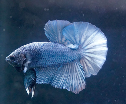 Fancy Shaded Blue - Male Betta Plakat Tail