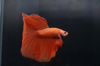 Rare "Orange" Color Over Halfmoon Big Fan Tail - Premium Grade Betta Fish - Live Aquarium Fish