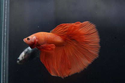Rare "Orange" Color Over Halfmoon Big Fan Tail - Premium Grade Betta Fish - Live Aquarium Fish