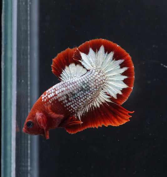 Breeding Pair - #4 Red Fancy Hell Boy Star Tail - Premium Grade Betta Fish - Live Aquarium Fish