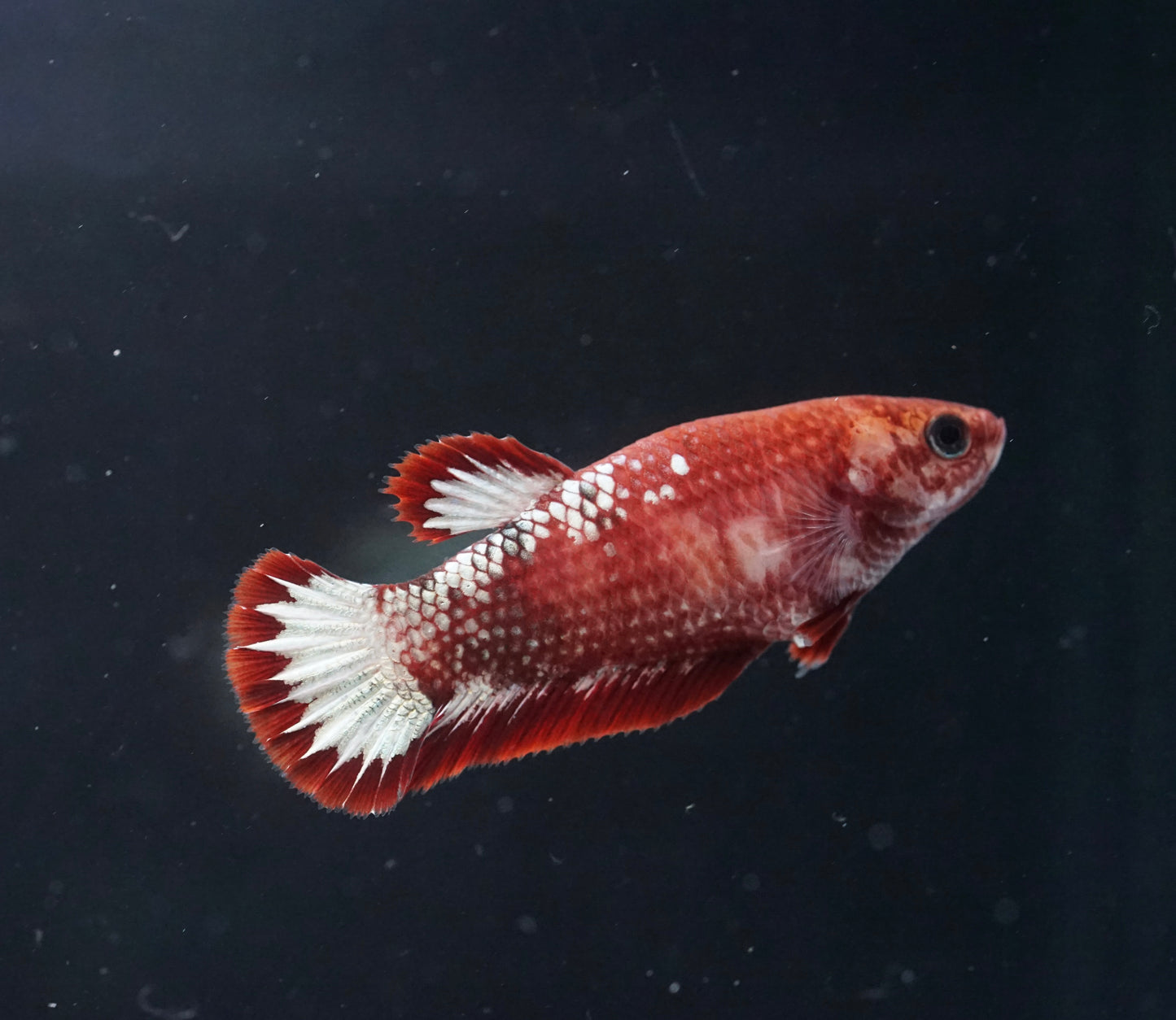 Breeding Pair - #3 Red Fancy Hell Boy Star Tail - Premium Grade Betta Fish - Live Aquarium Fish