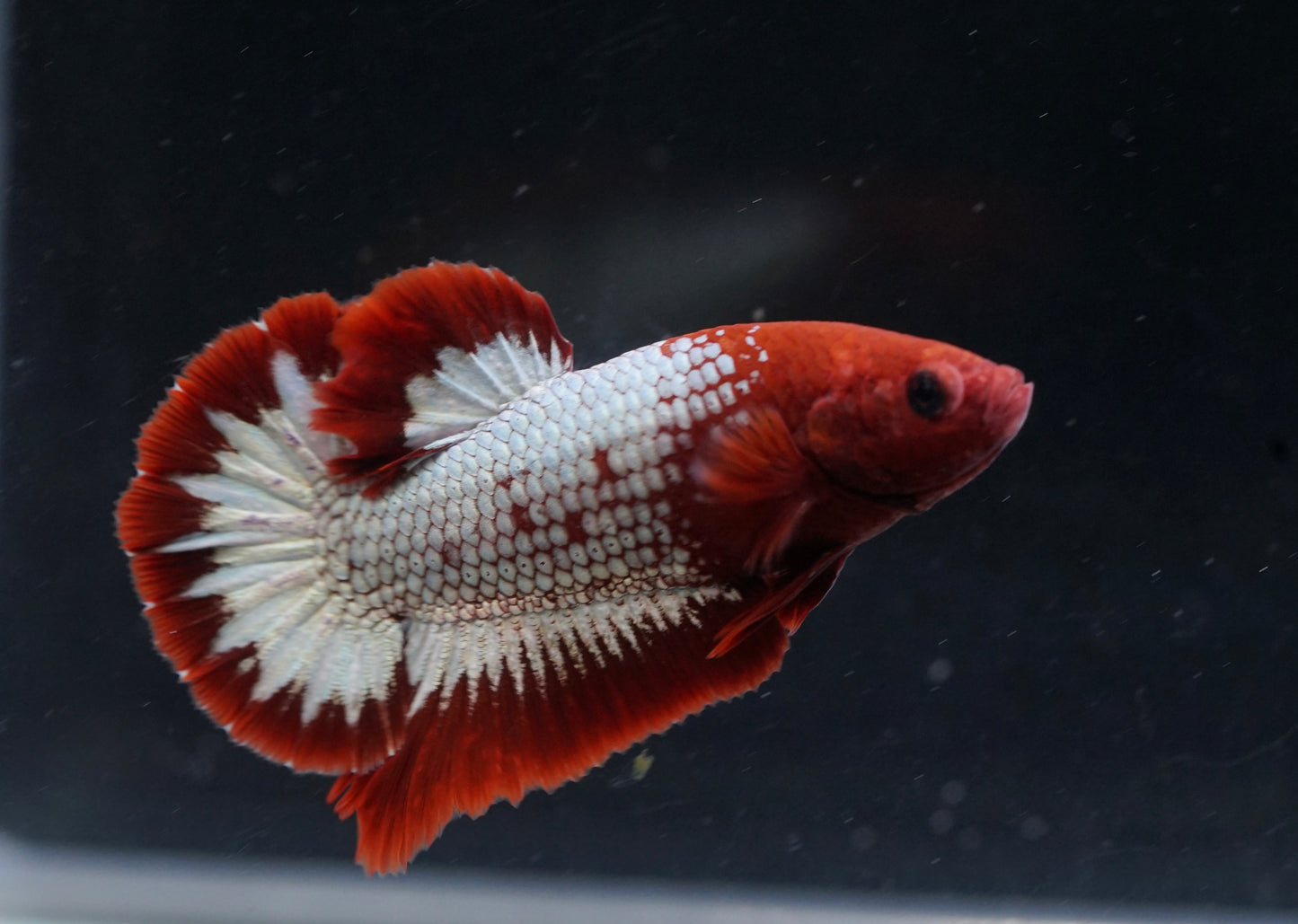 Breeding Pair - #3 Red Fancy Hell Boy Star Tail - Premium Grade Betta Fish - Live Aquarium Fish