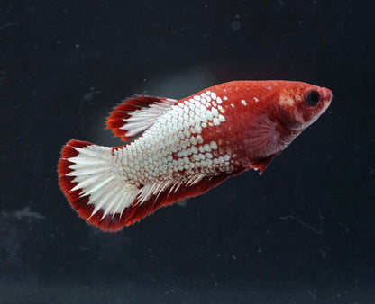 Breeding Pair - #4 Red Fancy Hell Boy Star Tail - Premium Grade Betta Fish - Live Aquarium Fish