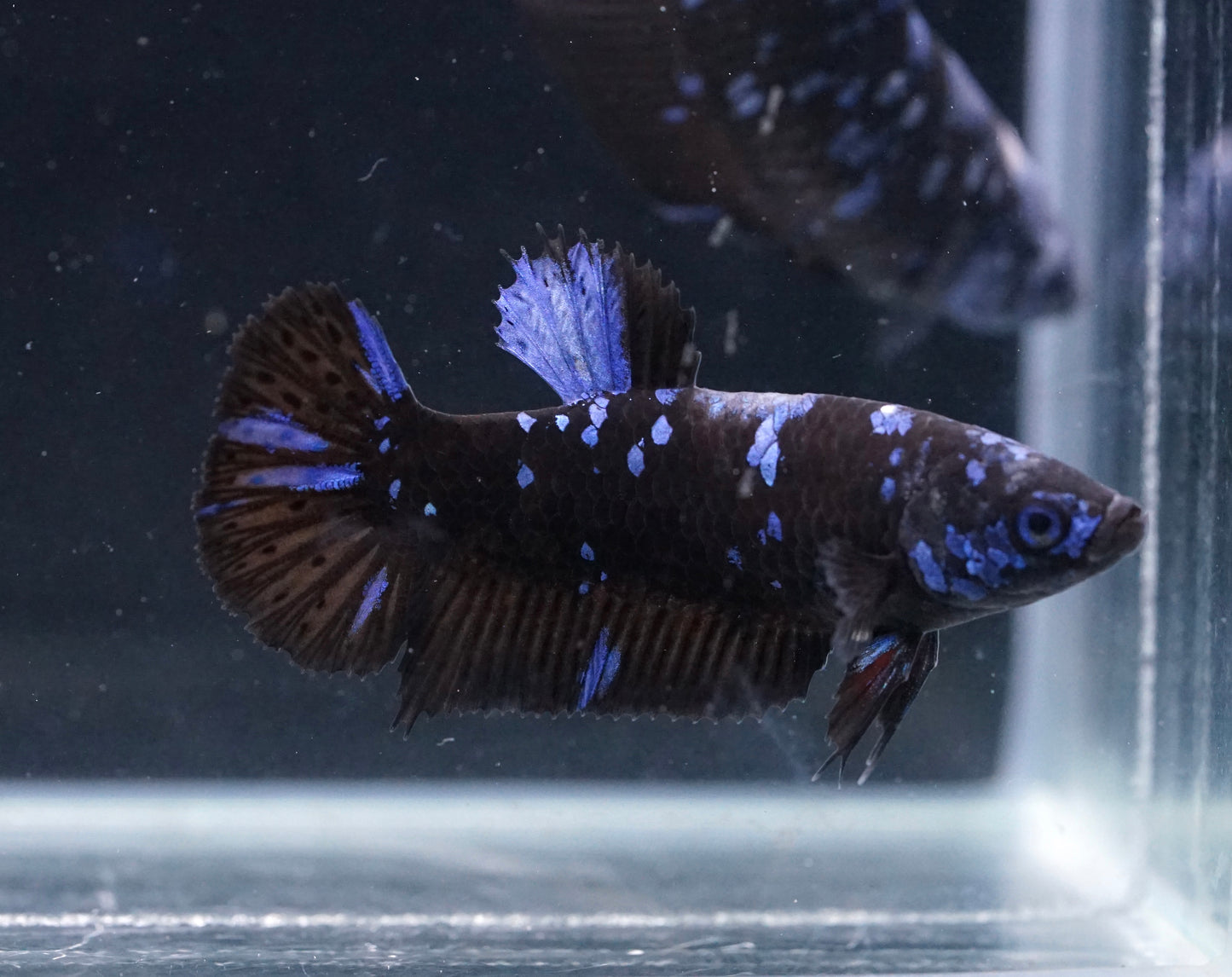 Breeding Pair - #1 Black Blue Avatar Galaxy - Premium Grade Betta Fish - Live Aquarium Fish