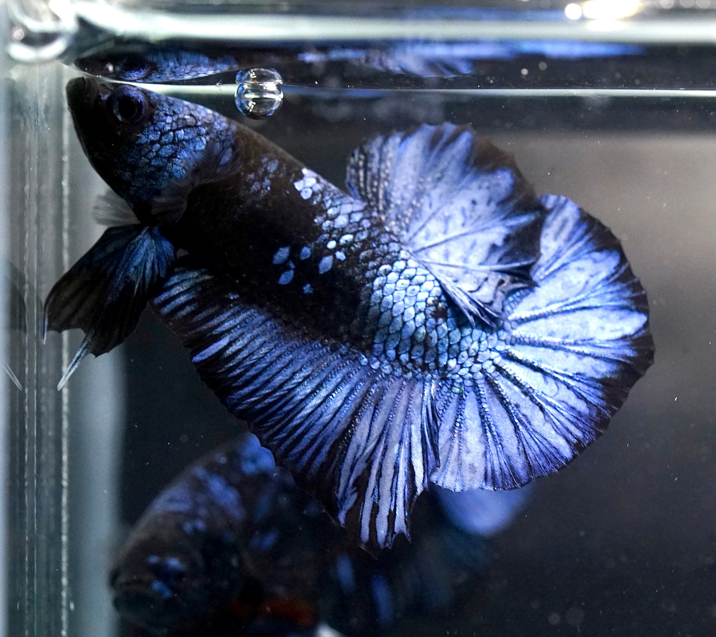 Breeding Pair - #1 Black Blue Avatar Galaxy - Premium Grade Betta Fish - Live Aquarium Fish