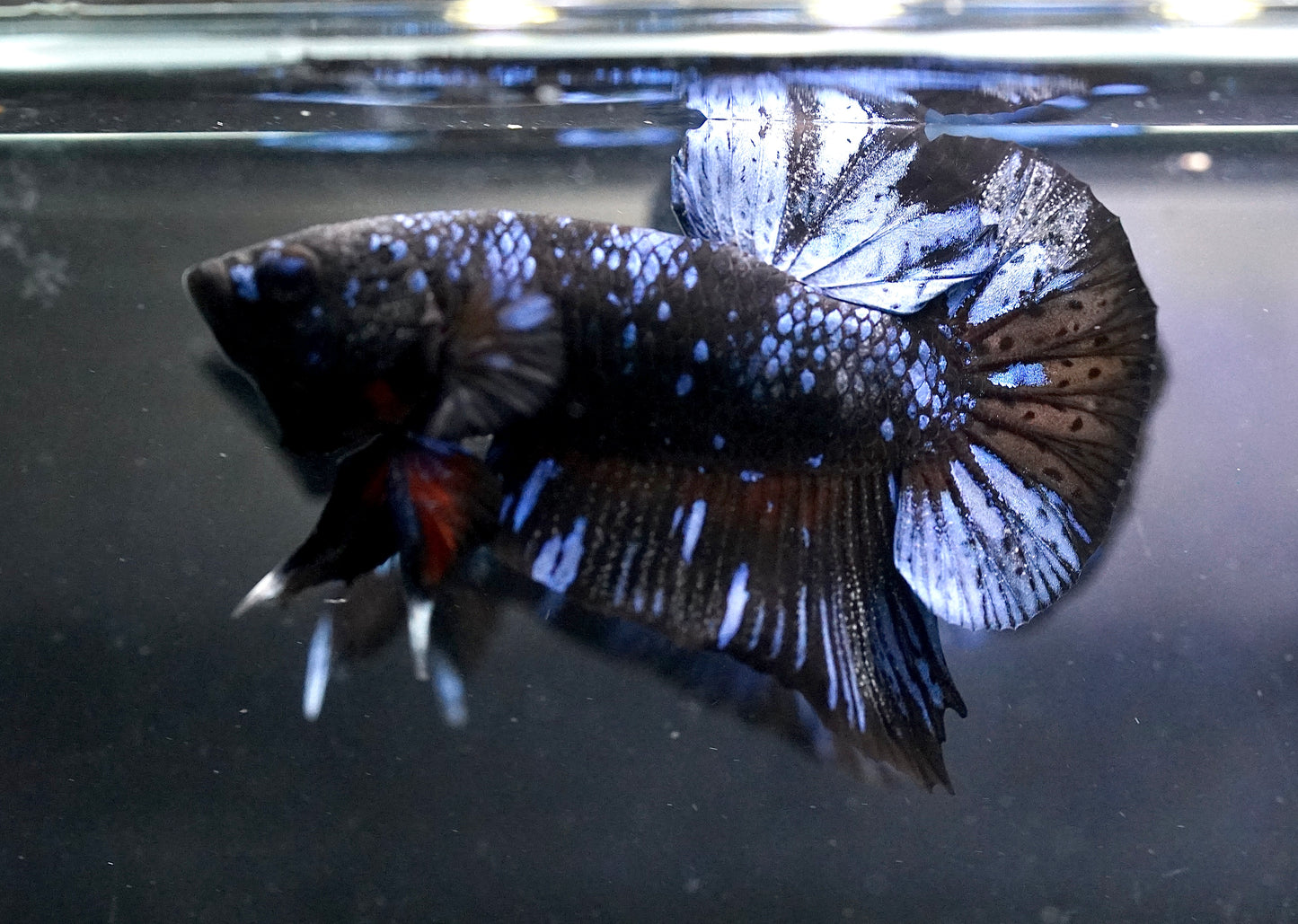 Breeding Pair - #2 Black Blue Avatar Galaxy - Premium Grade Betta Fish - Live Aquarium Fish