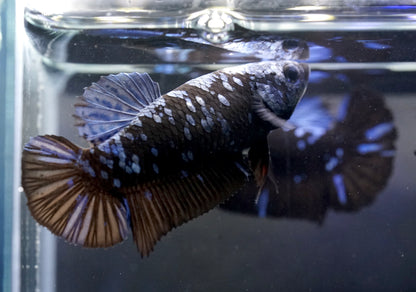 Breeding Pair - #2 Black Blue Avatar Galaxy - Premium Grade Betta Fish - Live Aquarium Fish
