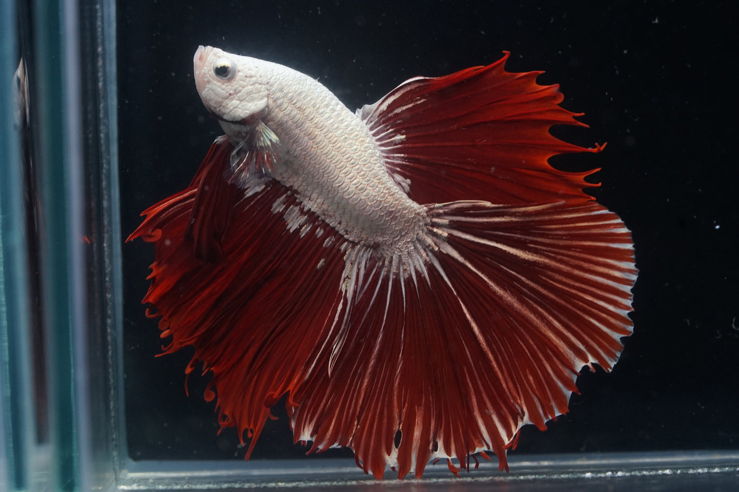White Dragon Scale Red Over Halfmoon Big Fan Tail - Premium Grade Betta Fish - Live Aquarium Fish