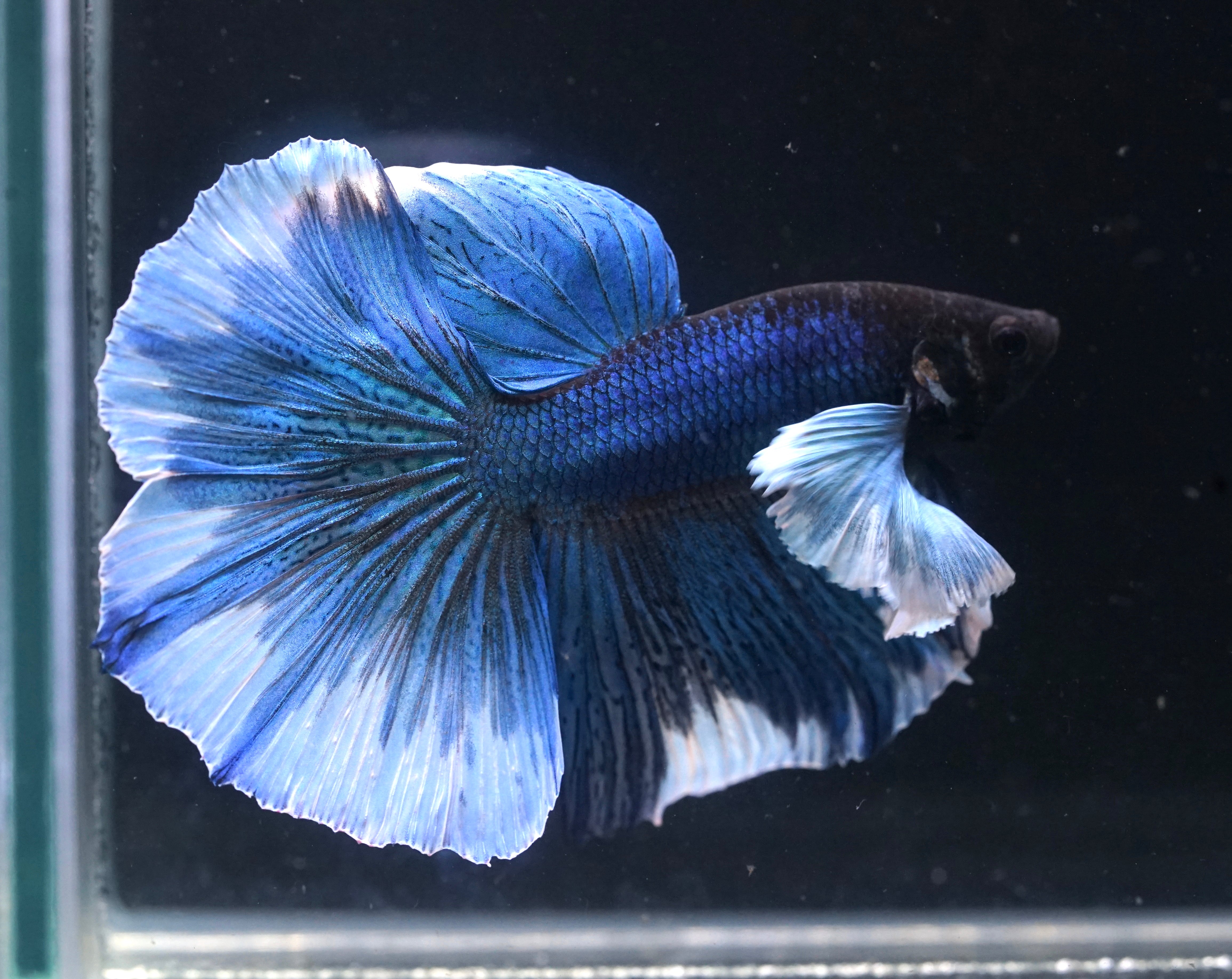 Blue Dumbo Big Elephant Ear Over Halfmoon Big Fan Tail - Premium Grade Betta Fish - Live Aquarium Fish