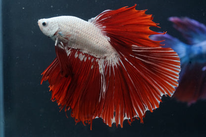 White Dragon Scale Red Over Halfmoon Big Fan Tail - Premium Grade Betta Fish - Live Aquarium Fish