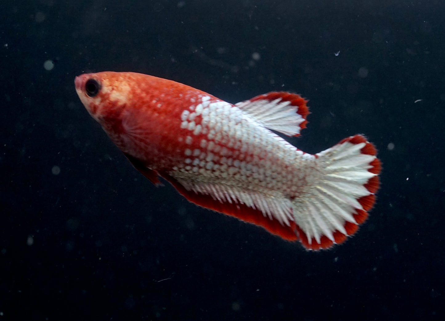 Breeding Pair - #2 Red Fancy Hell Boy Star Tail - Premium Grade Betta Fish - Live Aquarium Fish