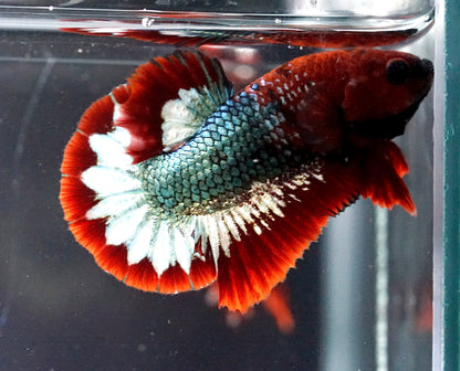 Breeding Pair - #1 Red Fancy Hell Boy Star Tail - Premium Grade Betta Fish - Live Aquarium Fish