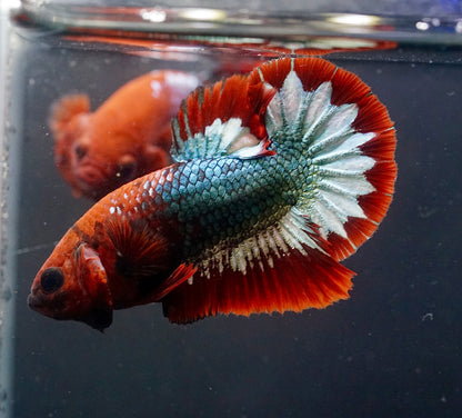 Breeding Pair - #1 Red Fancy Hell Boy Star Tail - Premium Grade Betta Fish - Live Aquarium Fish
